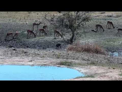 Djuma: Warthogs and Impalas - 11:43 - 09/13/21
