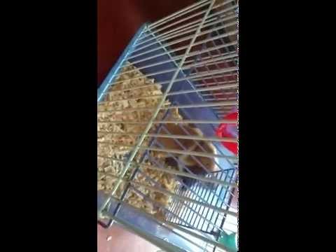 La muestra de que los animales son muy listos :D