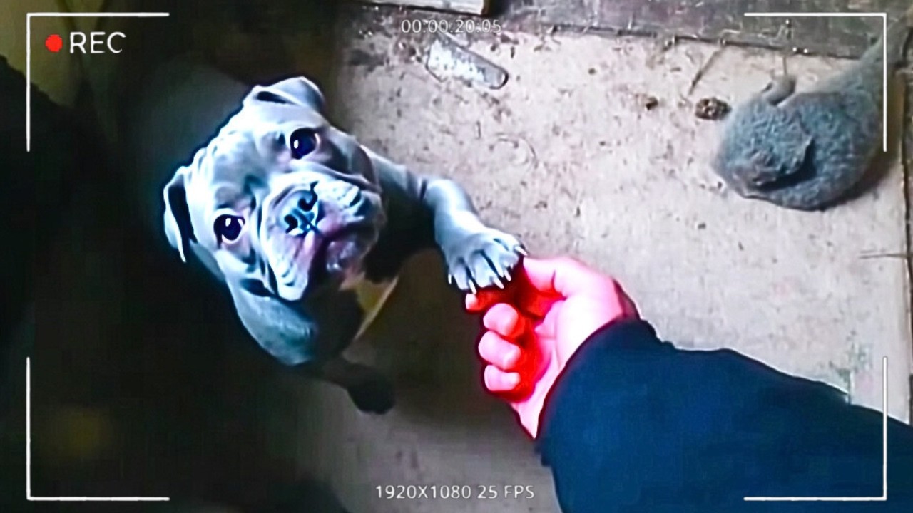 Dog Helps Cops Solve His Owners Murder