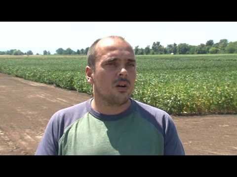 izjava soja i grinje