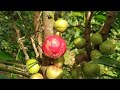 God S Crown Fruit Tree Observed In Karnataka Native To Indonesia New Guinea
