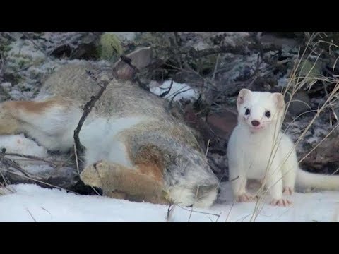 download lagu mp3 mp4 White Weasel, download lagu White Weasel gratis, unduh video klip Download White Weasel Mp3 dan Mp4 320kbps Gratis