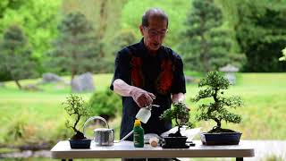 Watering &amp; Feeding Bonsai Trees