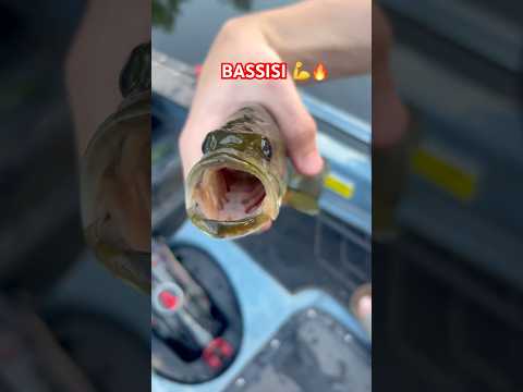Caught A BASSISI🎣💪🔥 #viral #bass #shortsviral #fishing