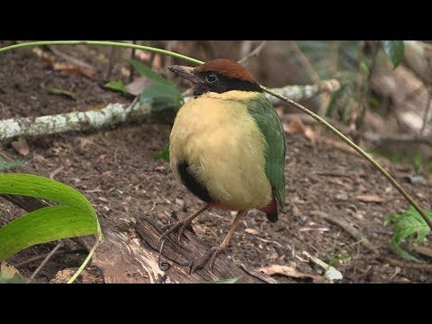 Pita krikľavá (Pitta versicolor) — hlas a správanie v prírode