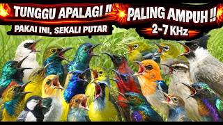 Download lagu NGERI! 😨 SUARA RAHASIA PIKAT BURUNG LIAR! 🐦 Langsung Datang Sendiri 2–7 KHz 🔊 mp3