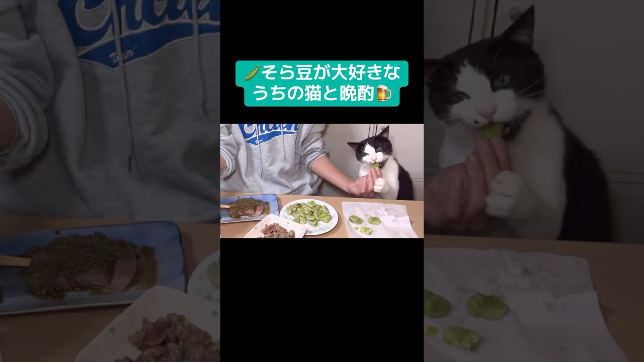 そら豆が大好きな猫と一緒に晩酌しました🍺🫛#保護猫 #晩酌 #ハチワレ