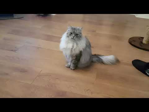 Siberian cat does back flips when instructed