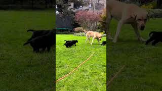 Black labrador puppies playing ☺ #Shorts #BlackLabrador