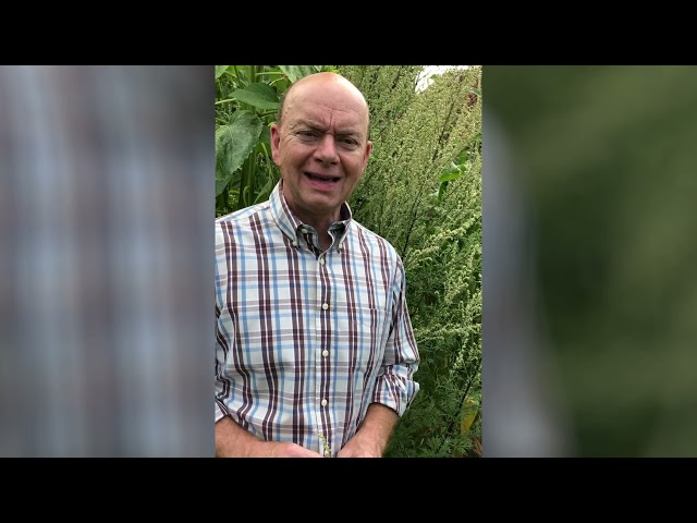 Vídeo relacionado con Artemisa común (Artemisia vulgaris) hierba con flores Naturalma - 150 g - 300 comprimidos - Complemento alimenticio - Natural y Vegano