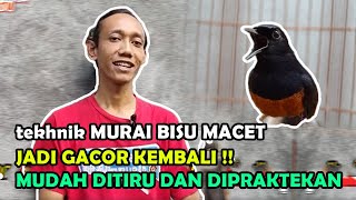 Download lagu Hitungan Hari Beres Urusan - Cara mengatasi murai batu macet bunyi - Buktikan Langsung Gacor ! mp3 Download lagu Hitungan Hari Beres Urusan - Cara mengatasi murai batu macet bunyi - Buktikan Langsung Gacor ! mp3
