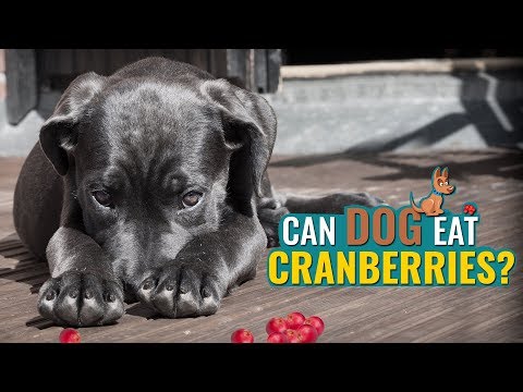 Can Dogs Eat Cranberries? | Petmoo