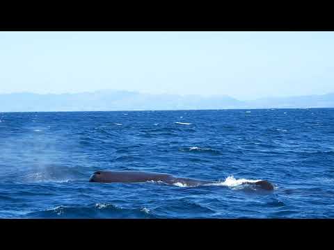 Vorvaň tuponosý, ponor