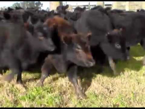 70 terneras Angus Negras (1 colorada y 1 careta)