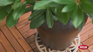 Krylon 2026 Color of the Year