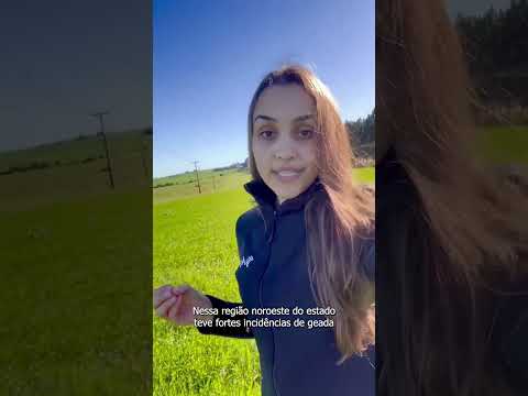 Manejo Agrofel | Trigo em Campo Novo