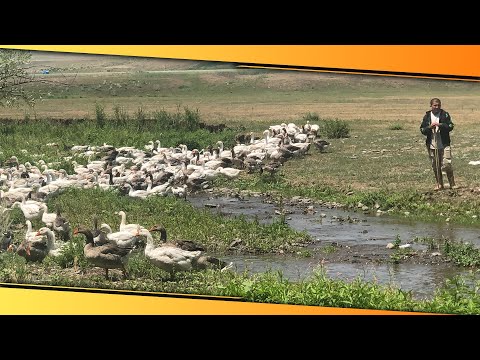 , title : 'Kars Kazları Meralara Otlamaya Çıktı'