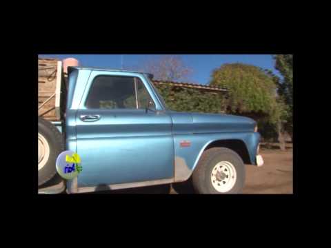 Programa Rio4Agro Nº724 Aceitunas, Brangus y Aapresid