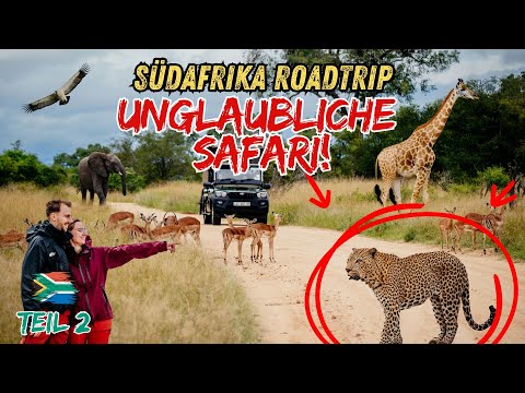 Kruger Safari: Big cats up close & dangerous elephant!😱 South Africa Roadtrip @journaway Part 2