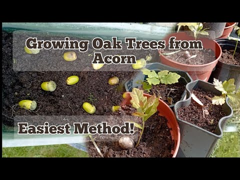 Growing Oak Trees from Acorns - Easiest Method