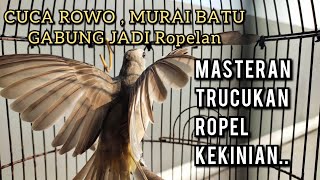 Download lagu ROPEL KEKINIAN VARIASI MURAI BATU DAN CUCA ROWO cocok jadi Masteran Terbaik . mp3