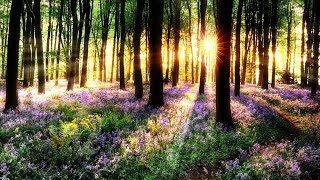 Download lagu Beautiful Sunrise & The Flowers Nature mp3 Download lagu Beautiful Sunrise & The Flowers Nature mp3