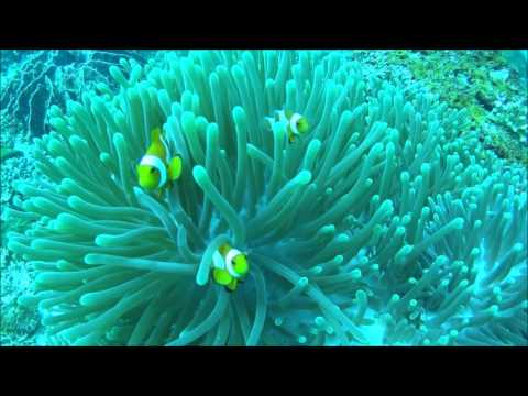 Anemone Fish