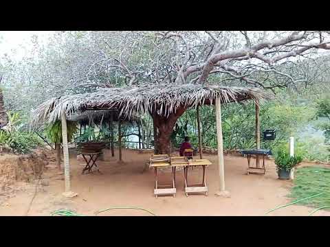 Canios do São Francisco em olho d'água do casado Alagoas!