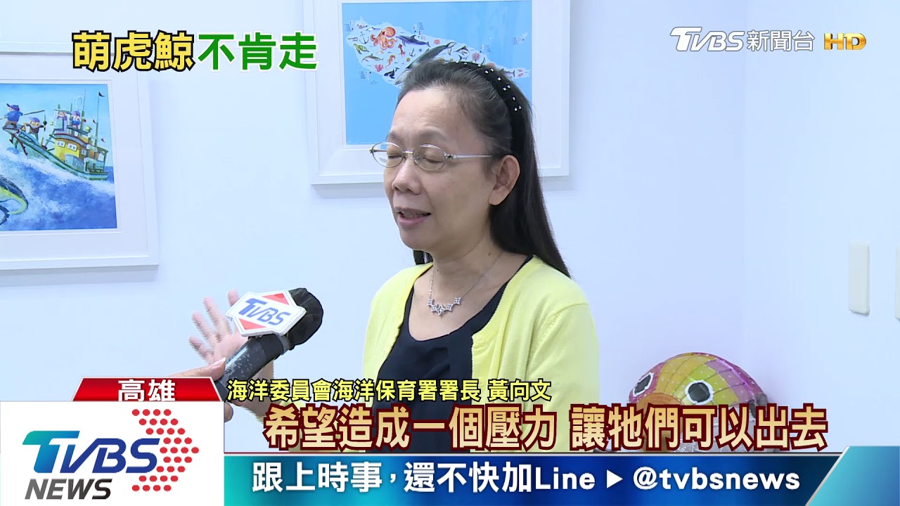 船艇進口高雄港放慢 避免小虎鯨撞擊