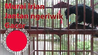 Download lagu murai irian jantan ngeriwik gacor mp3