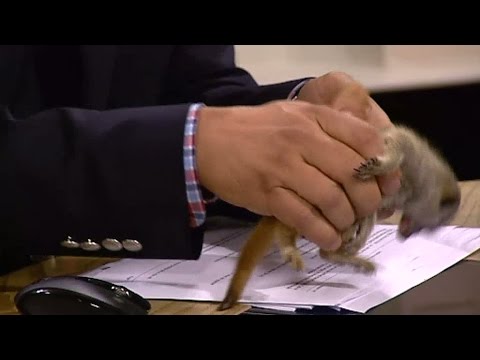 Sprallig surikatunge attackerar Anders Kraft