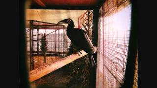 Margot & the Nuclear So & So's - Black Demon