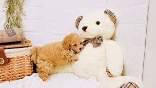 ハーフ犬の動画02