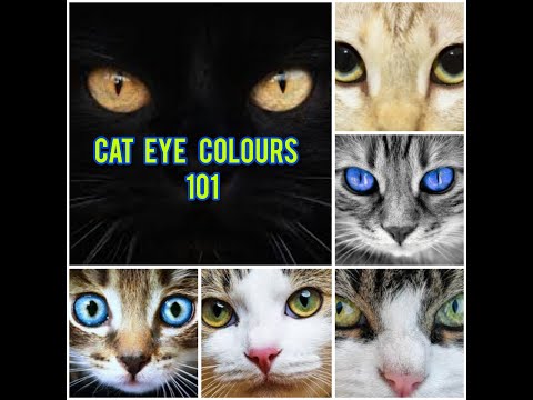 Cat eye colours 101 |  Rare And Common Cat Eye Colours 👀