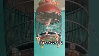 Download lagu SUARA PIYIK PERKUTUT BANGKOK USIA 2,5 BULAN PRODUK SILWAK BF#burungperkutut #perkututbangkok mp3