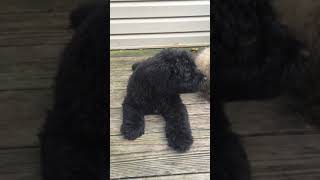 Video preview image #7 Bouvier Des Flandres Puppy For Sale in PITTSBURGH, PA, USA
