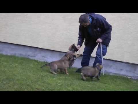 I - litter puppies ,,z Medvedej Doliny,,