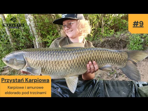 #9 Przystań Karpiowa - karpiowe i amurowe eldorado pod trzcinami