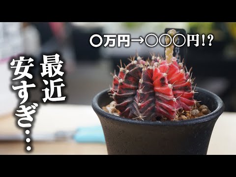 イースターサボテン 植物