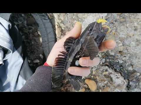 Primul guvide pe 2022 la mare