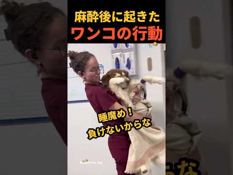 麻酔から覚めたワンコの行動