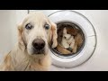 DOG MEMES FUNNY VIDEOS To Bring You Joy