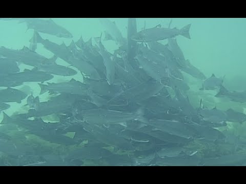 Atlantic Salmon   A life on the edge Upscale