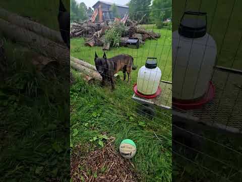Halflings In The Halfling Coop! #WhittAcres #homesteadinglife #enjoynaturetoday