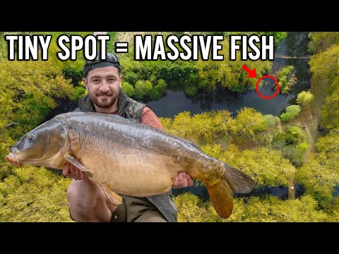 BIG FISH FROM TINY LAKE - Catching Carp To Relocate Them To A New Lake!