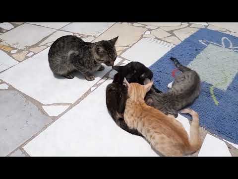Male cat tries to mate female cat while she breastfeeding ( she wasn't having it)