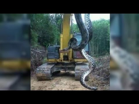 Anaconda - Giant snake found in Brazil - Cobra de 10 metros encontrada no Pará.
