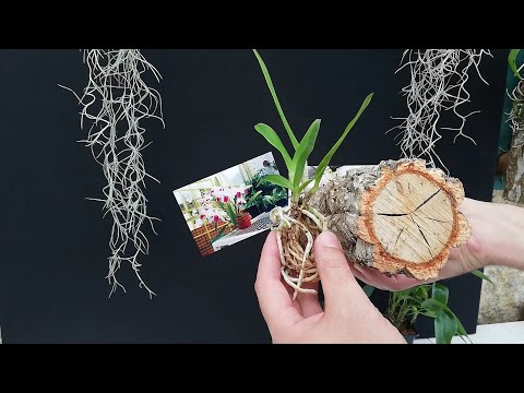 , title : 'Cómo plantar una orquídea en un tronco Fácil y Paso a paso'