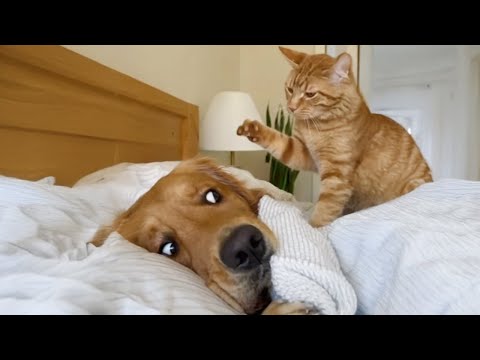 When Kitten Boss Around Big Dogs 🤣 Funny Cat Videos of Year!