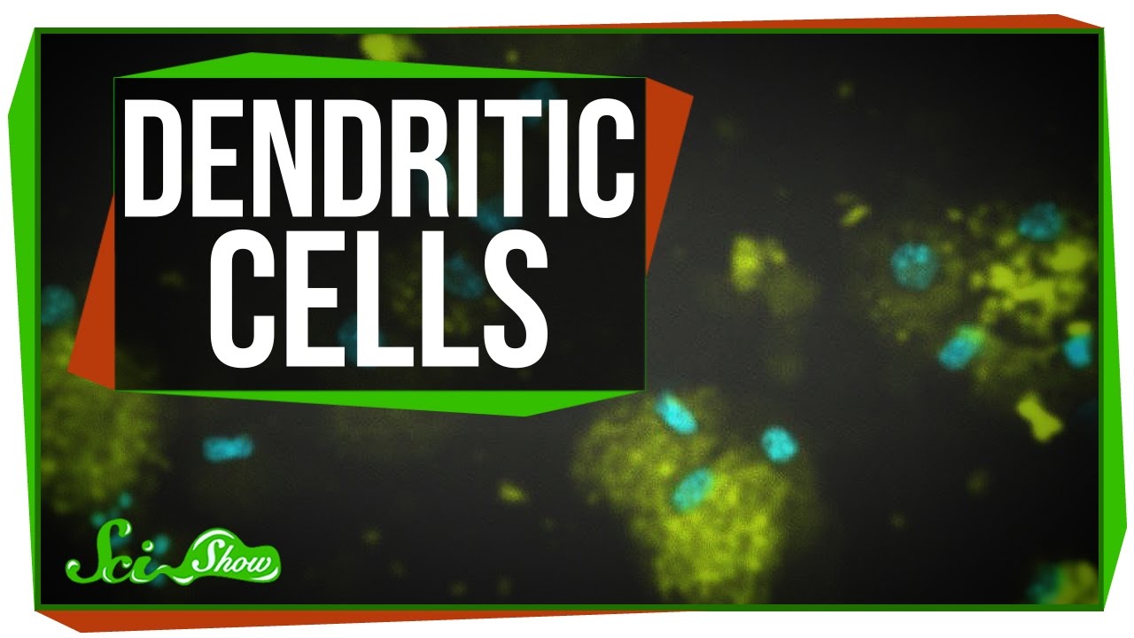 Dendritic Cells: Scishow Talk Show - YouTube